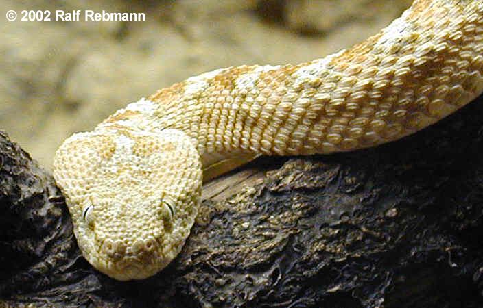 Echis coloratus Bild02